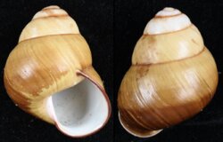 Cochlostyla ticaonica