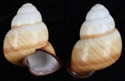 Helicostyla marinduquensis