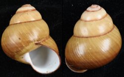 Helicostyla philippinensis