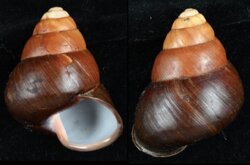 Helicostyla rufogastra