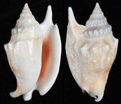 Euprotomus bulla
