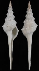 Goniofusus dupetitthouarsi