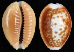 Naria helvola helvola fma argella