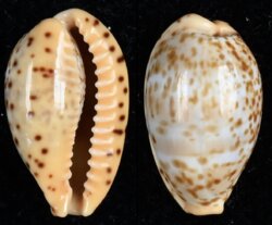 Palmadusta humphreysii