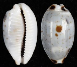 Bistolida hirundo neglecta