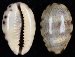 Melicerona felina felina