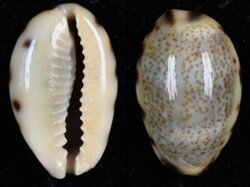 Melicerona felina felina