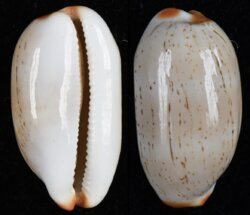 Luria isabella fma gilvella