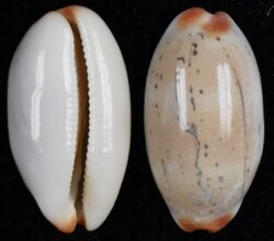 Luria isabella fma gilvella