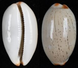 Luria isabella fma gilvella