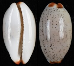 Luria isabella fma gilvella