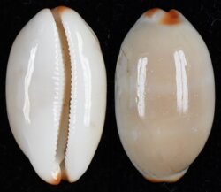 Luria isabella fma gilvella