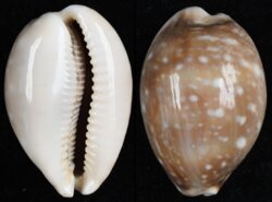 Lyncina vittelus fma dama