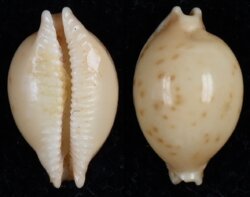 Pustularia globulus brevirostris