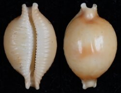 Pustularia chiapponi chiapponi