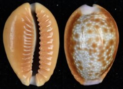 Naria helvola helvola