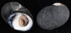 Nerita melanotragus