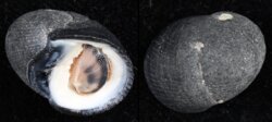 Nerita melanotragus
