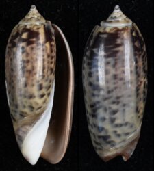 Oliva oliva
