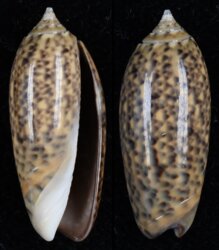 Oliva oliva