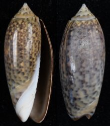 Oliva oliva