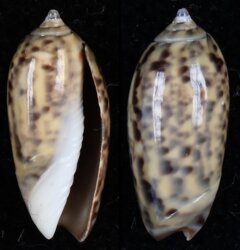 Oliva oliva
