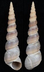 Turritella duplicata