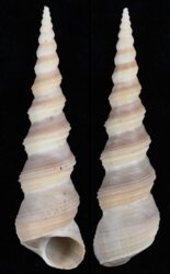 Turritella duplicata