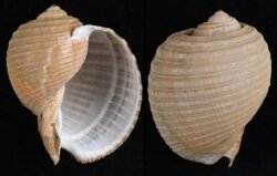 Tonna zonata