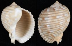Tonna luteostoma