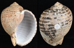 Tonna zonata