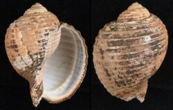 Tonna zonata