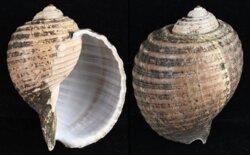 Tonna zonata