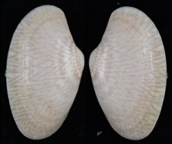 Paratapes undulatus