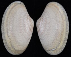 Paratapes undulatus