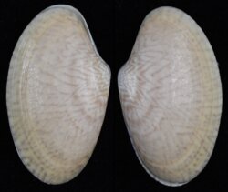 Paratapes undulatus