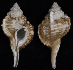 Ranularia sinensis