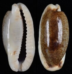 Erronea cylindrica lenella