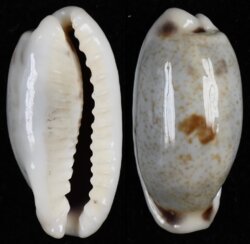 Erronea cylindrica lenella