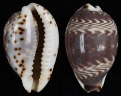 Palmadusta diluculum