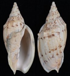Alcithoe arabica