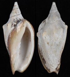 Alcithoe jaculoides