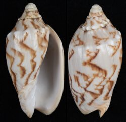 Cymbiola vespertilio