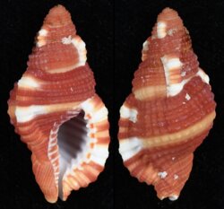 Cymatium rubeculum
