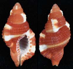 Cymatium rubeculum