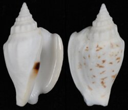 Ministrombus variabilis