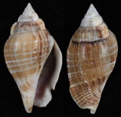 Gibberulus gibberulus gibberulus