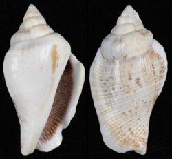 Gibberulus gibberulus gibberulus