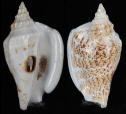 Ministrombus variabilis