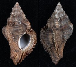 Chicoreus capucinus